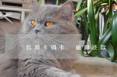 信用卡销卡 逾期还款 信用卡销卡 逾期还款